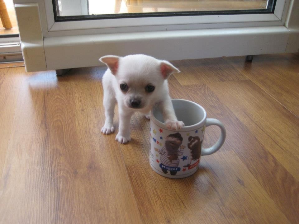 Chihuahua Kurzhaar Welpen mit Ahnentafel.
