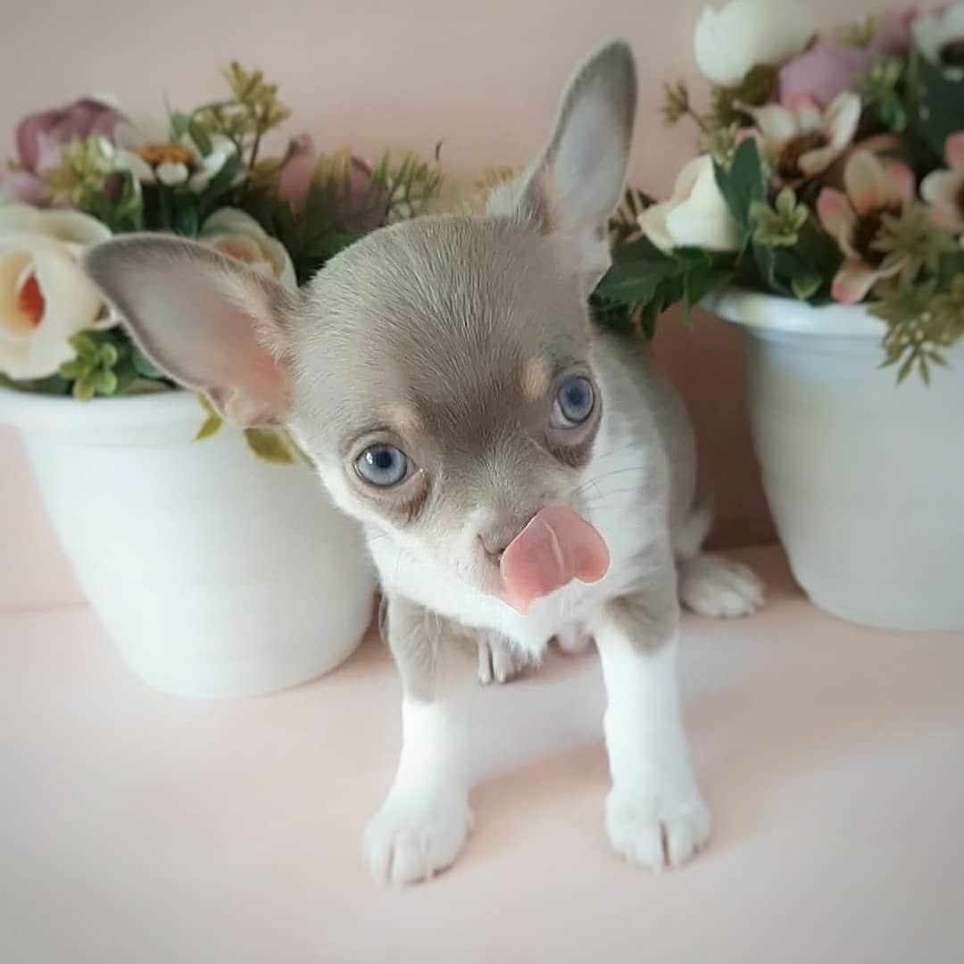 Chihuahua Kurzhaar Welpen mit Ahnentafel.