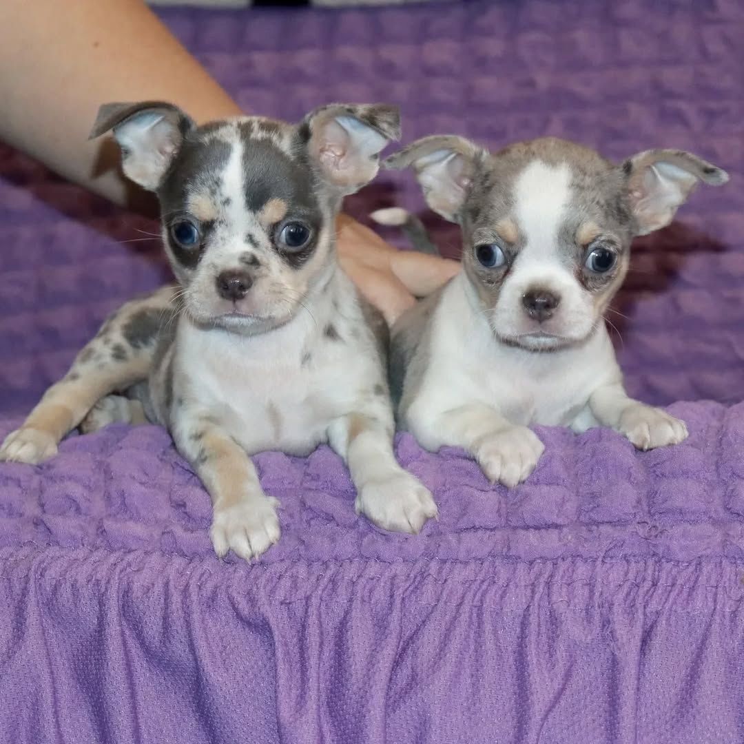 Chihuahua Welpen Rüden und Hündin  ab sofort