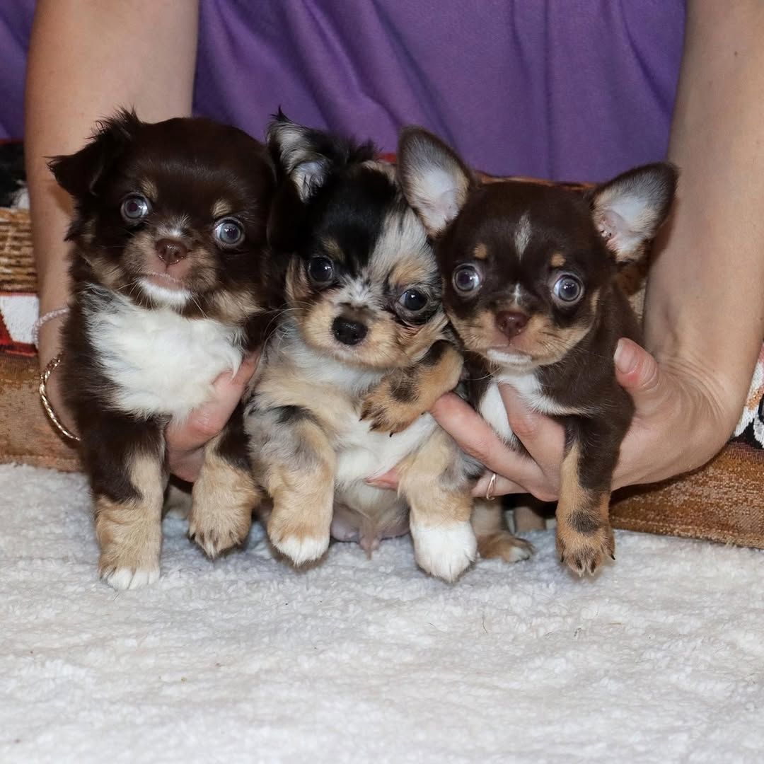 Chihuahua Welpen Rüden und Hündin  ab sofort