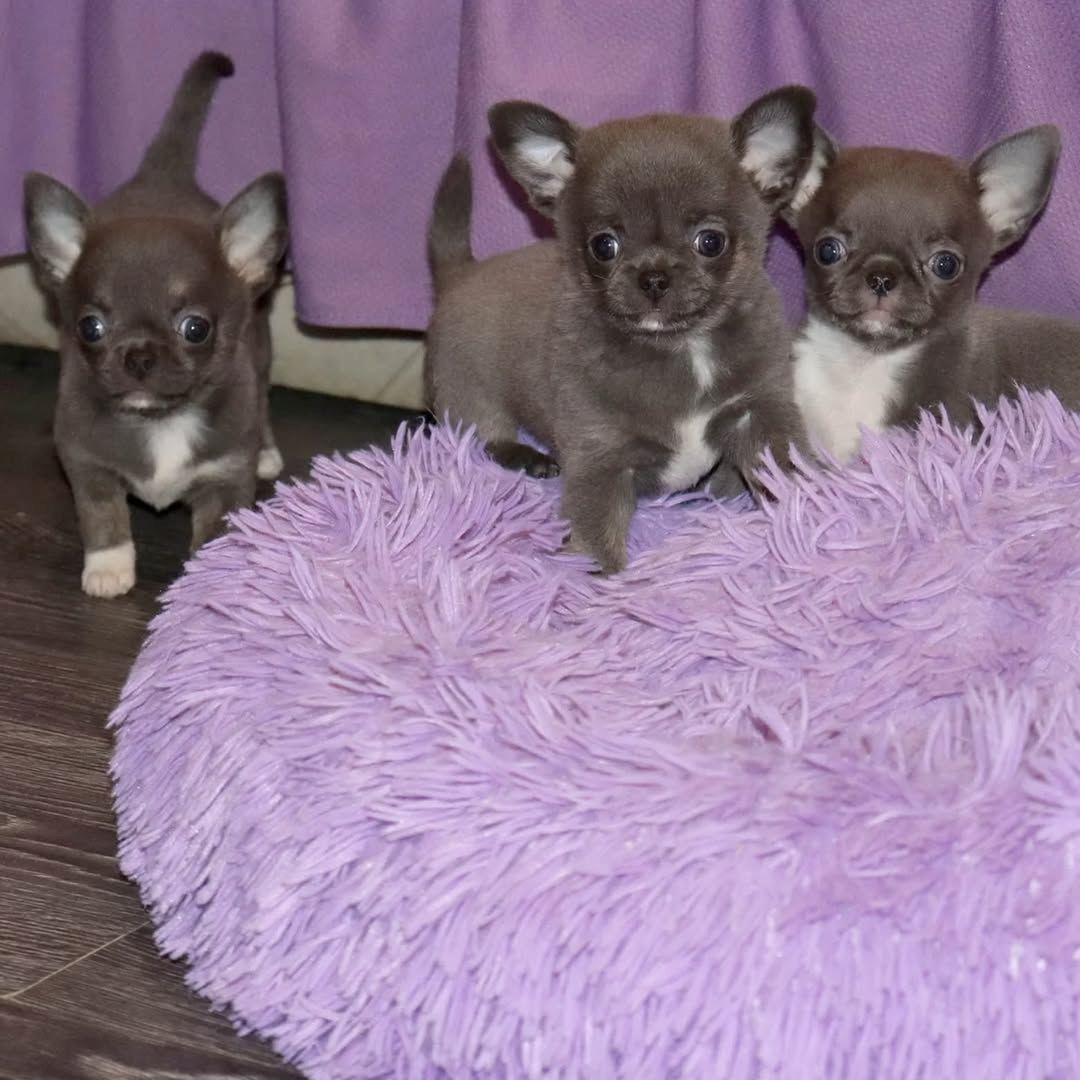 Chihuahua Welpen Rüden und Hündin  ab sofort