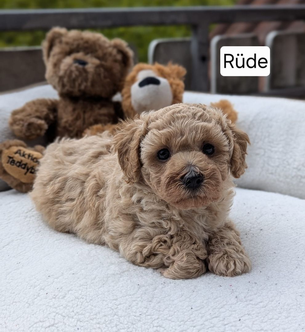 3 bezaubernde Maltipoo welpen