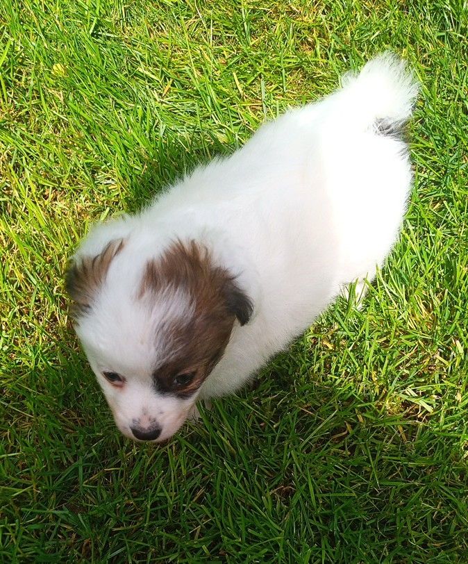 Papillon Welpe Krnzoz