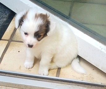 Papillon Welpe Krnzoz