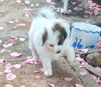 Papillon Welpe Krnzoz