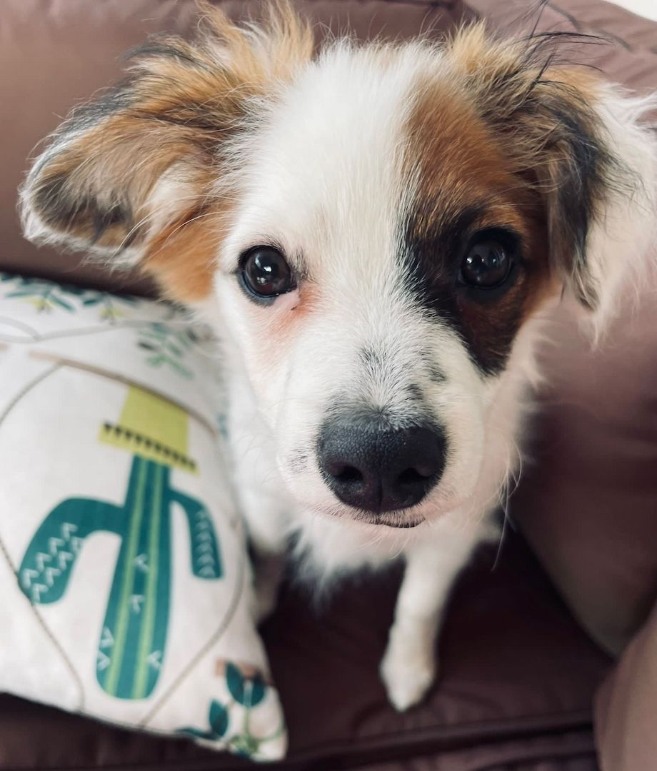 Papillon Welpe Krnzoz