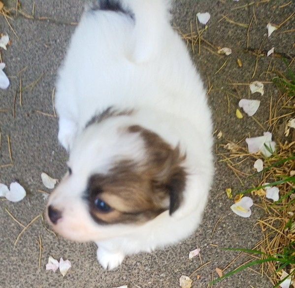 Papillon Welpe Krnzoz