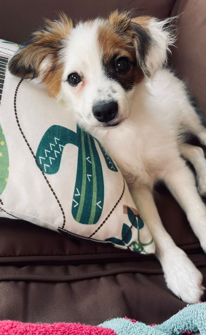 Papillon Welpe Krnzoz