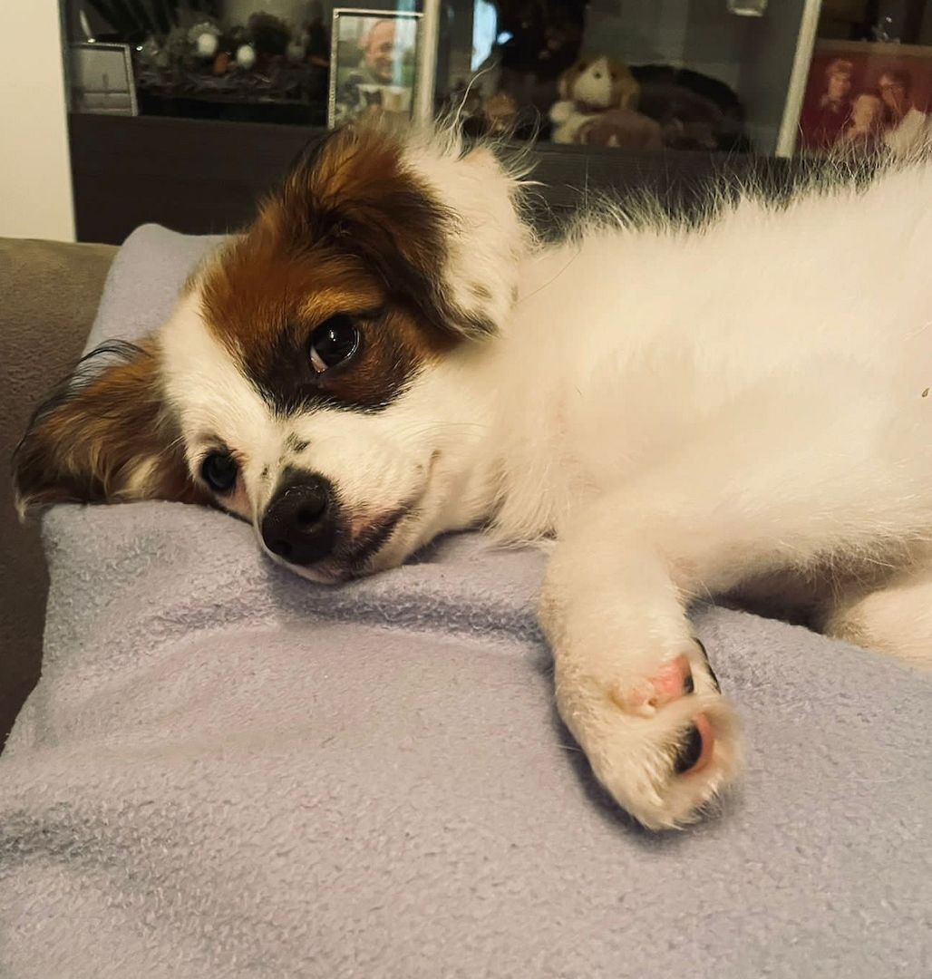 Papillon Welpe Krnzoz