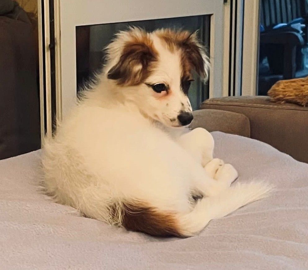 Papillon Welpe Krnzoz