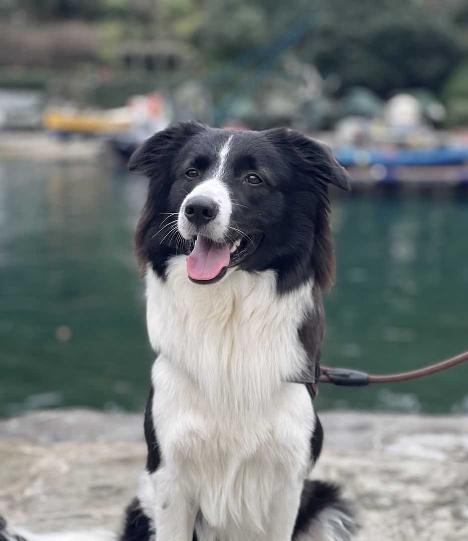 Ich werde den Hund in gute Hände geben