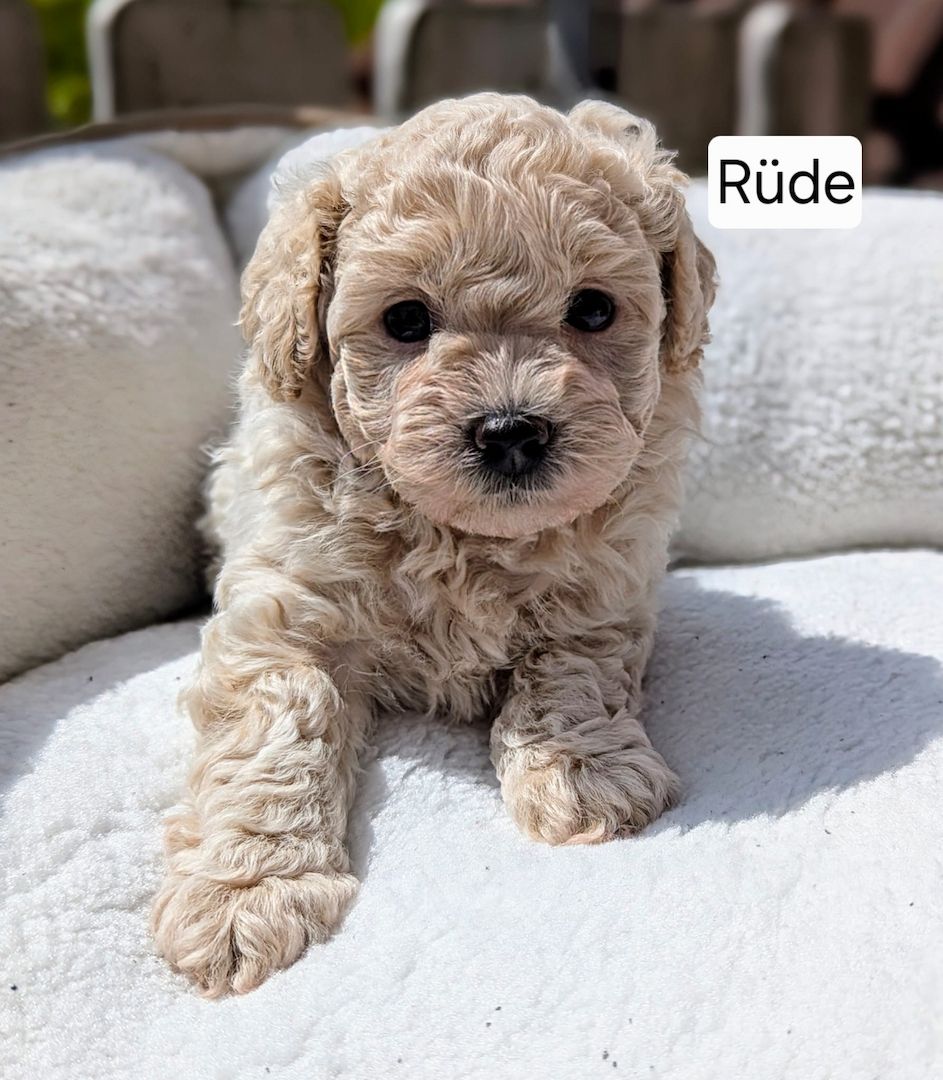 3 bezaubernde Maltipoo welpen