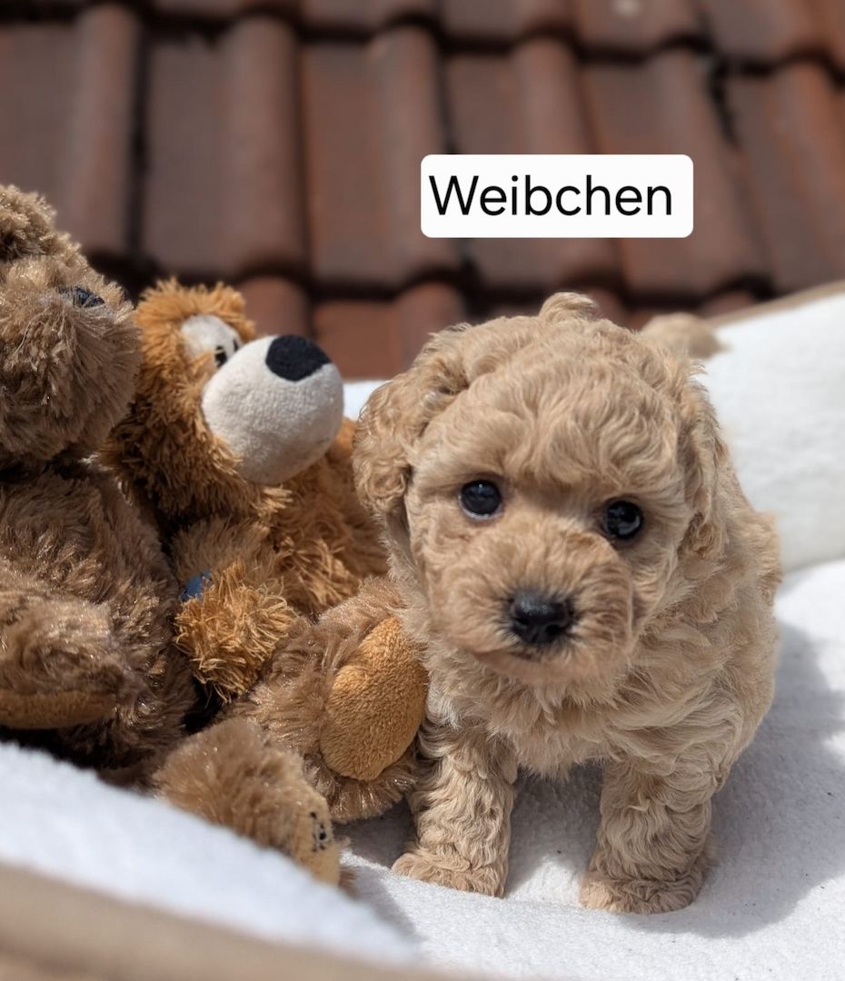 3 bezaubernde Maltipoo welpen