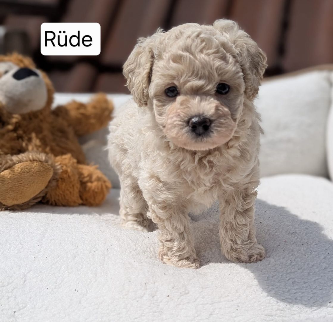 3 bezaubernde Maltipoo welpen