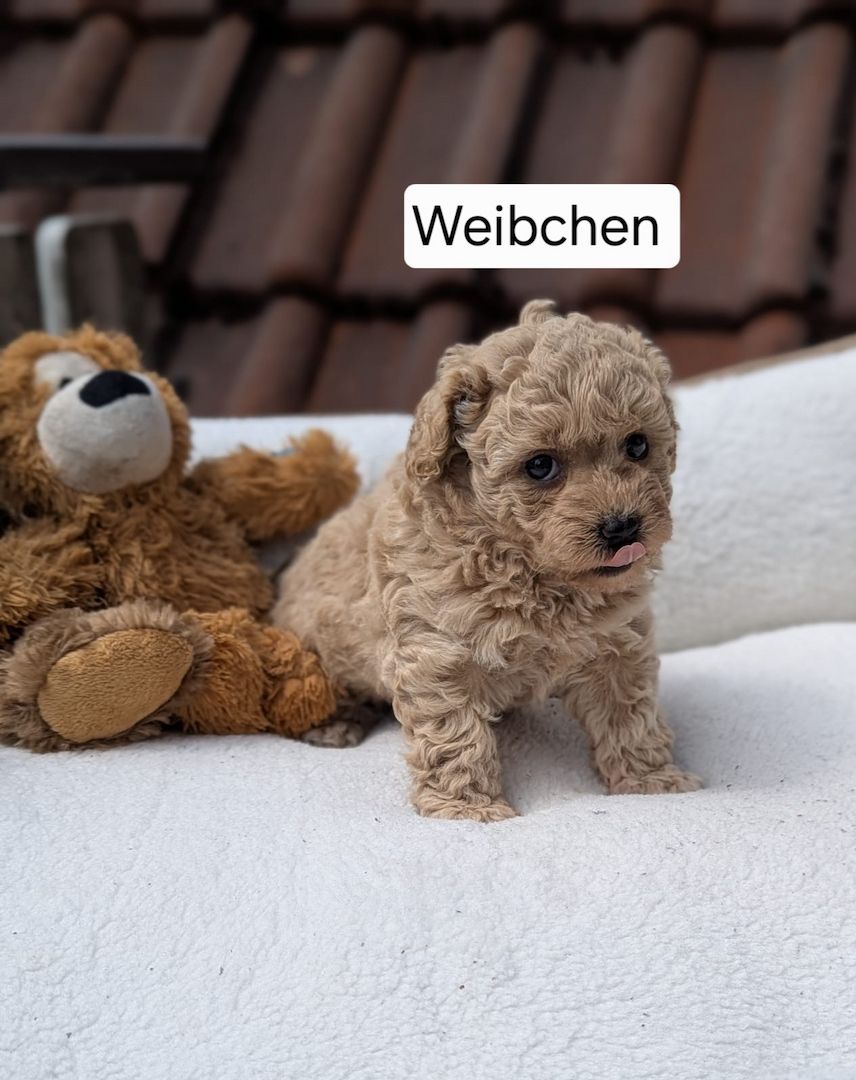 3 bezaubernde Maltipoo welpen