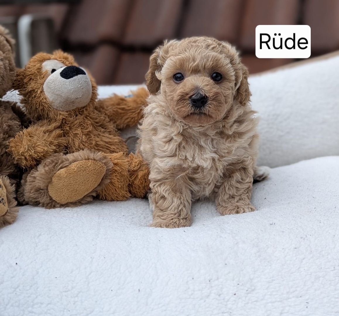 3 bezaubernde Maltipoo welpen