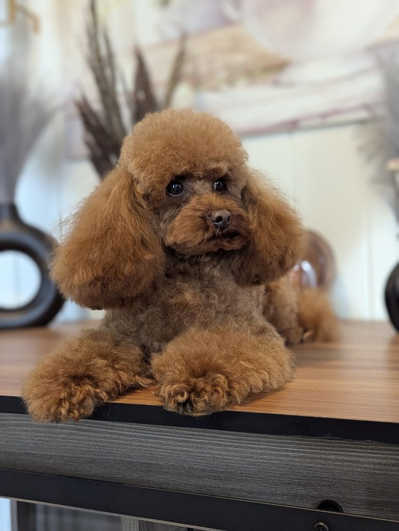 3 bezaubernde Maltipoo welpen