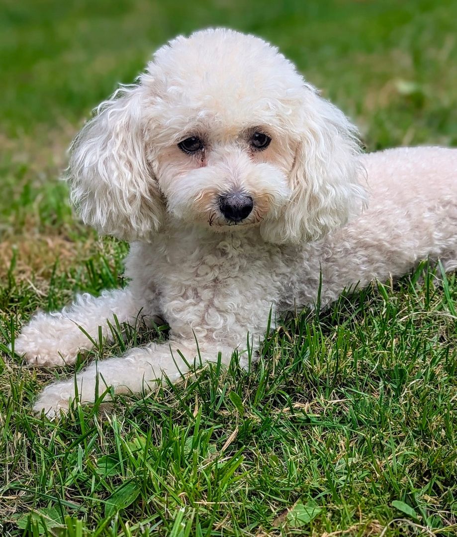 3 bezaubernde Maltipoo welpen
