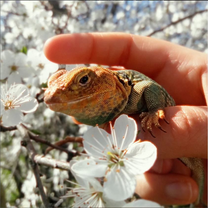 Halsbandleguan Männchen Crotaphytus Bailey 9 Jahre alt Halsbandleguan Männchen Crotaphytus Bailey 9 Jahre alt