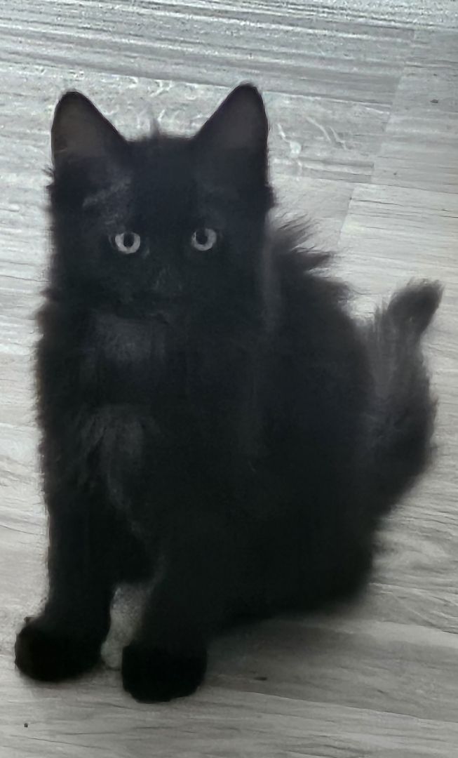 Zwei süße Persermixkätzchen suchen ein liebevolles Zuhause.