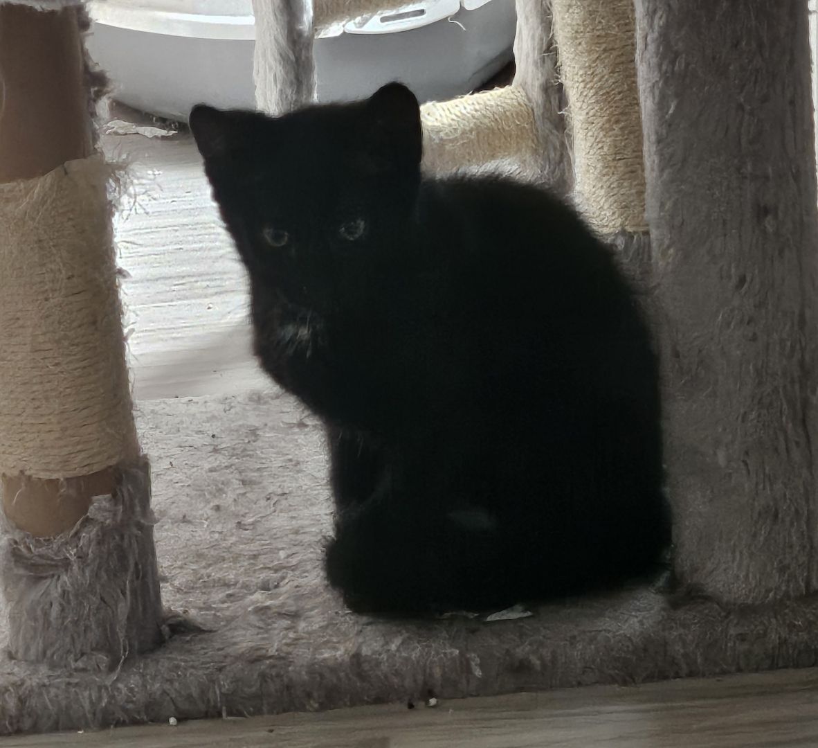 Zwei süße Persermixkätzchen suchen ein liebevolles Zuhause.