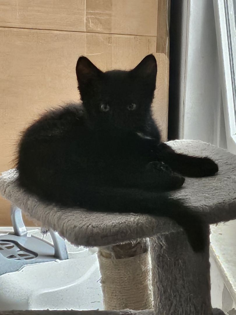 Zwei süße Persermixkätzchen suchen ein liebevolles Zuhause.