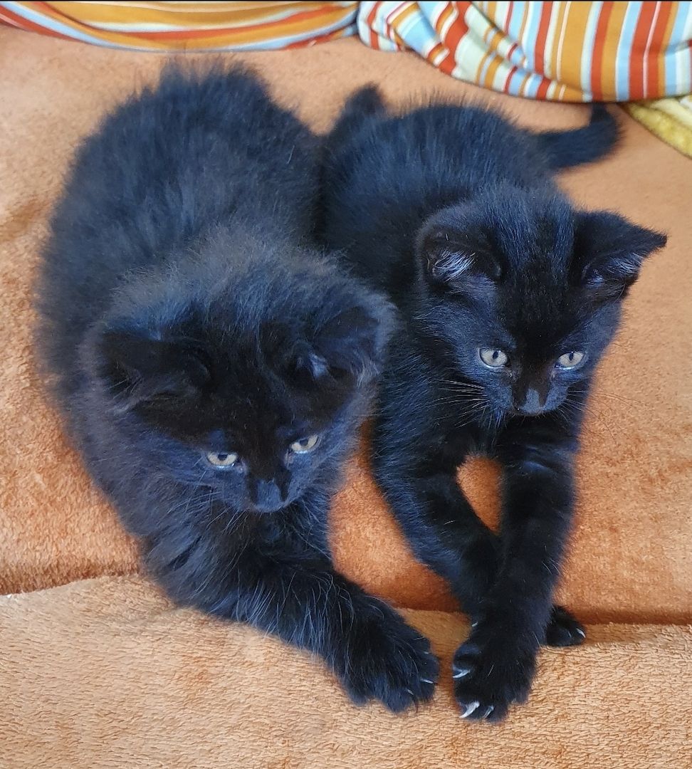 Zwei süße Persermixkätzchen suchen ein liebevolles Zuhause.