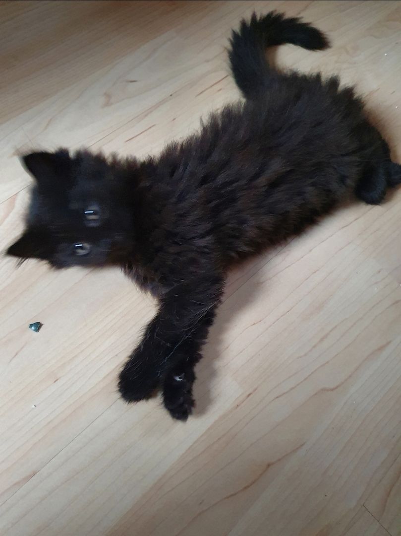 Zwei süße Persermixkätzchen suchen ein liebevolles Zuhause.