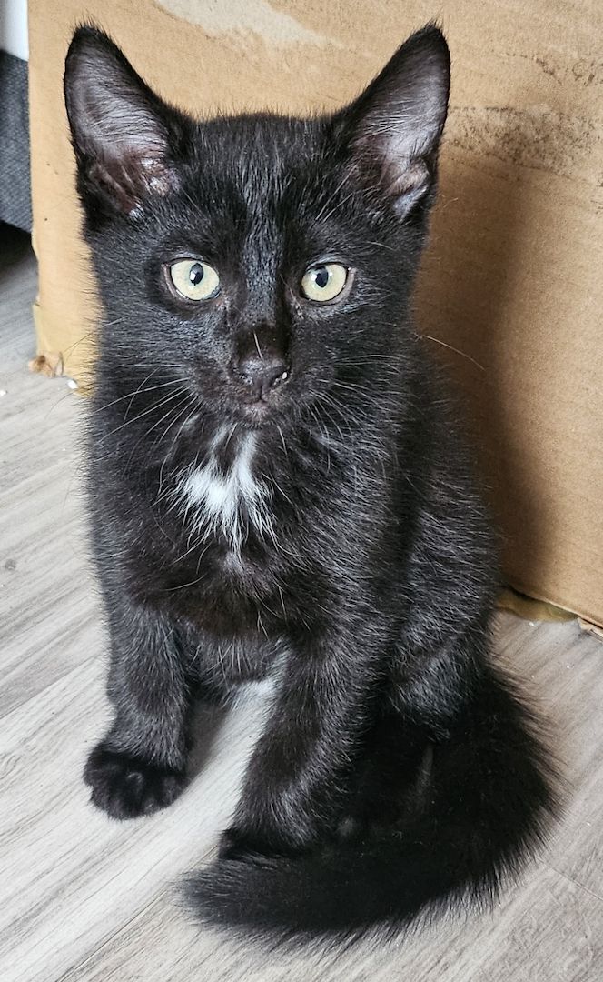 Zwei süße Persermixkätzchen suchen ein liebevolles Zuhause.