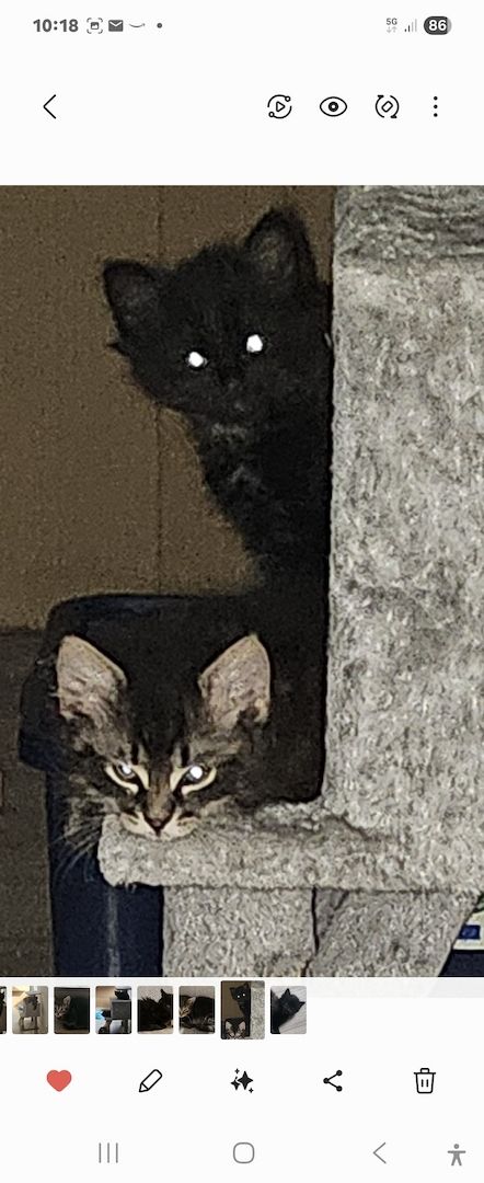 Zwei süße Persermixkätzchen suchen ein liebevolles Zuhause.