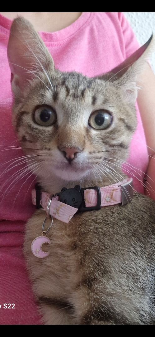 Bengalkitten bengal katze babykatze