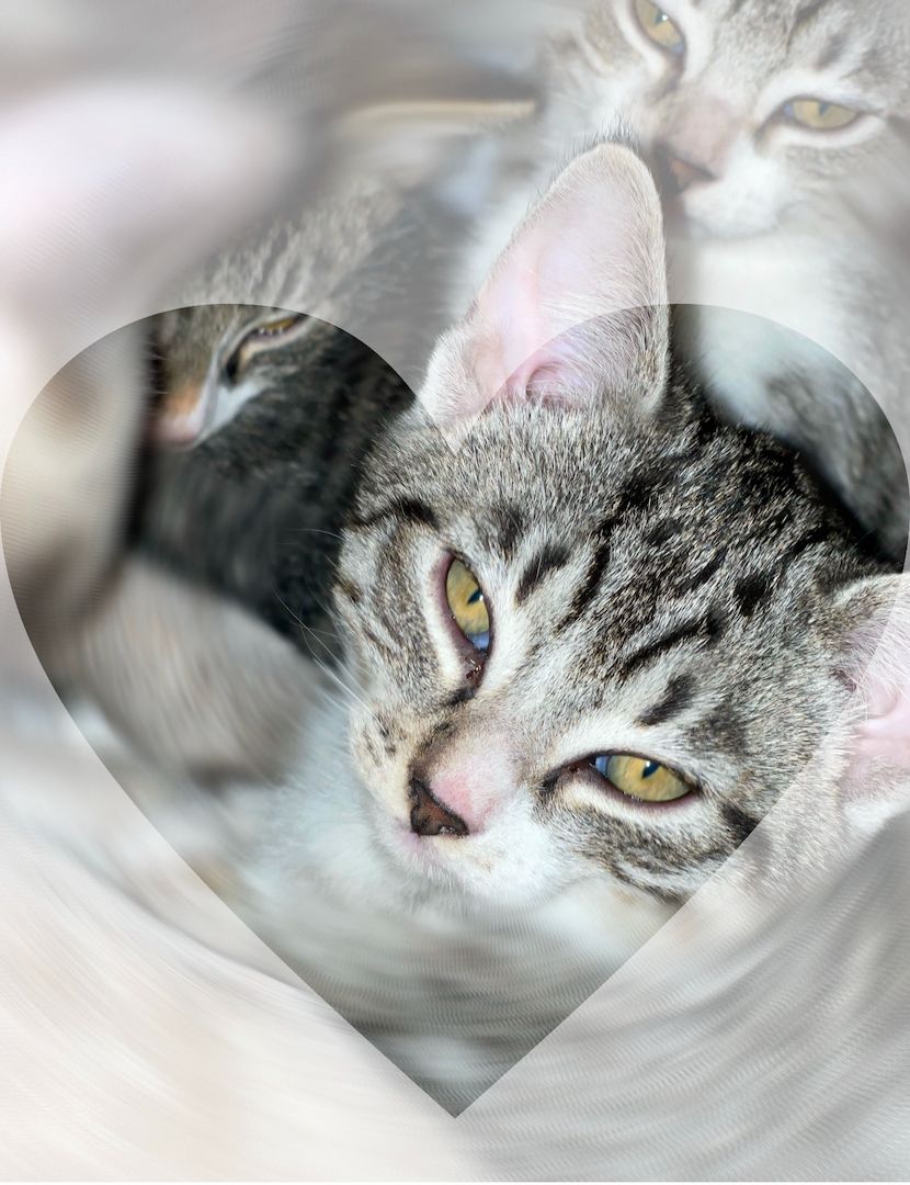 Süße Kitten whiskas , bkh tabby zu verkaufen