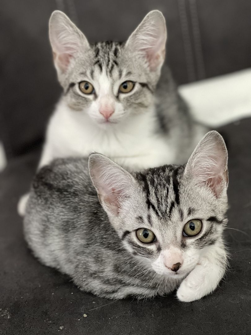 Süße Kitten whiskas , bkh tabby zu verkaufen