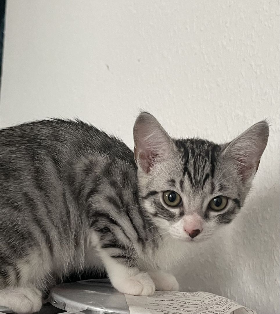 Süße Kitten whiskas , bkh tabby zu verkaufen