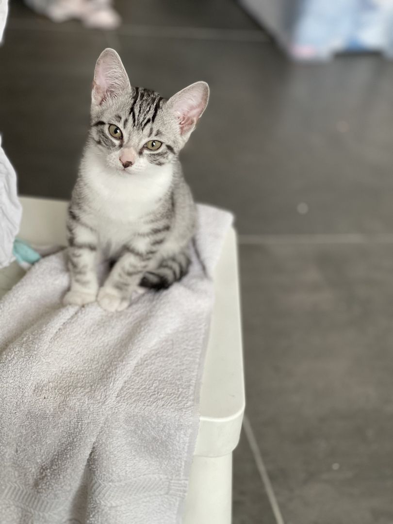 Süße Kitten whiskas , bkh tabby zu verkaufen