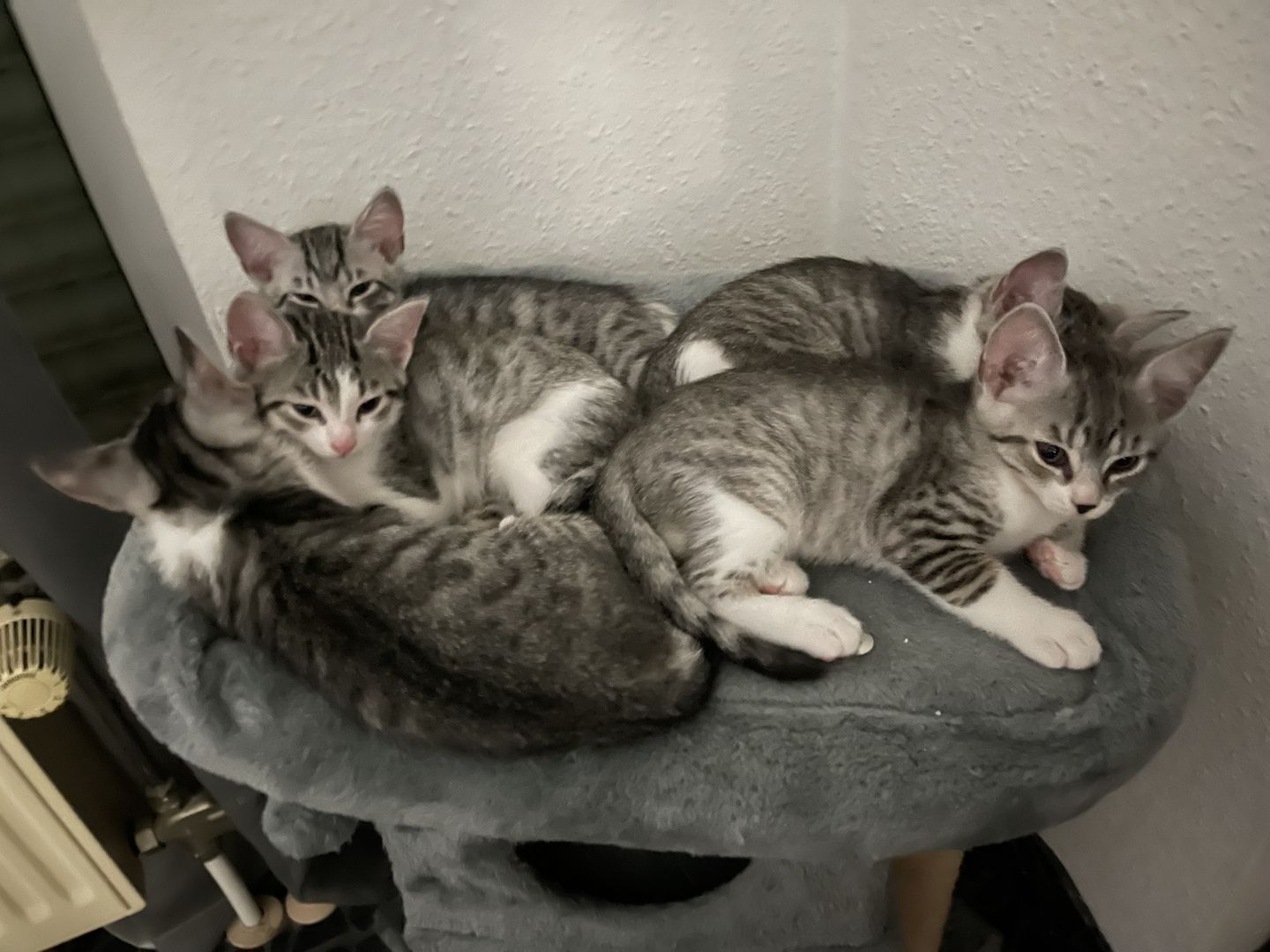 Süße Kitten whiskas , bkh tabby zu verkaufen