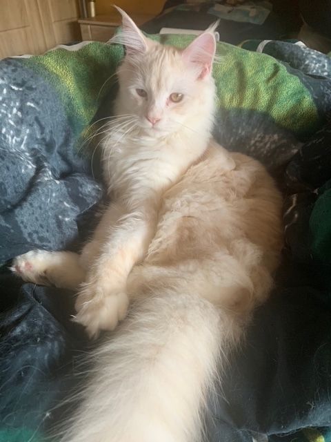 Main Coon  reinrassig