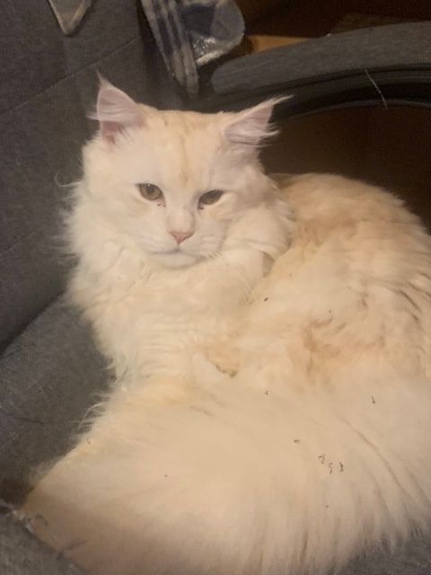 Main Coon  reinrassig