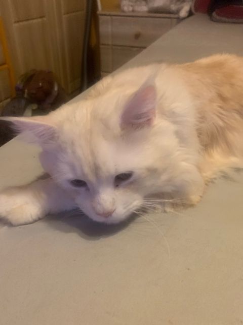 Main Coon  reinrassig