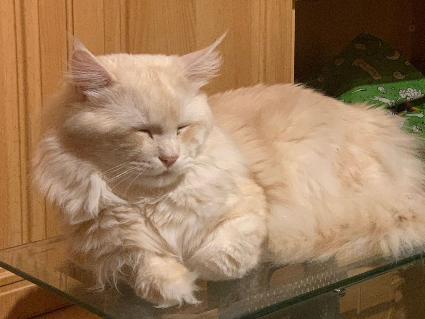 Main Coon  reinrassig