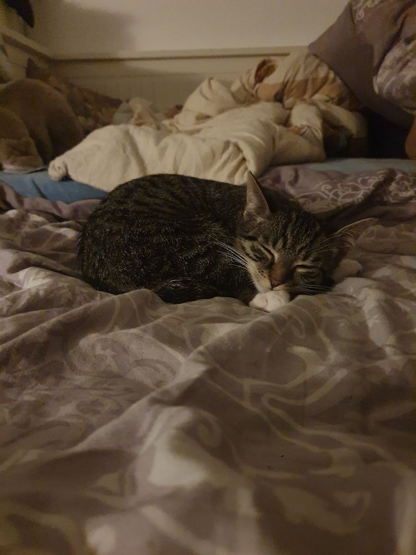 Junger sehr verspielter Kater sucht liebevolles Zuhause