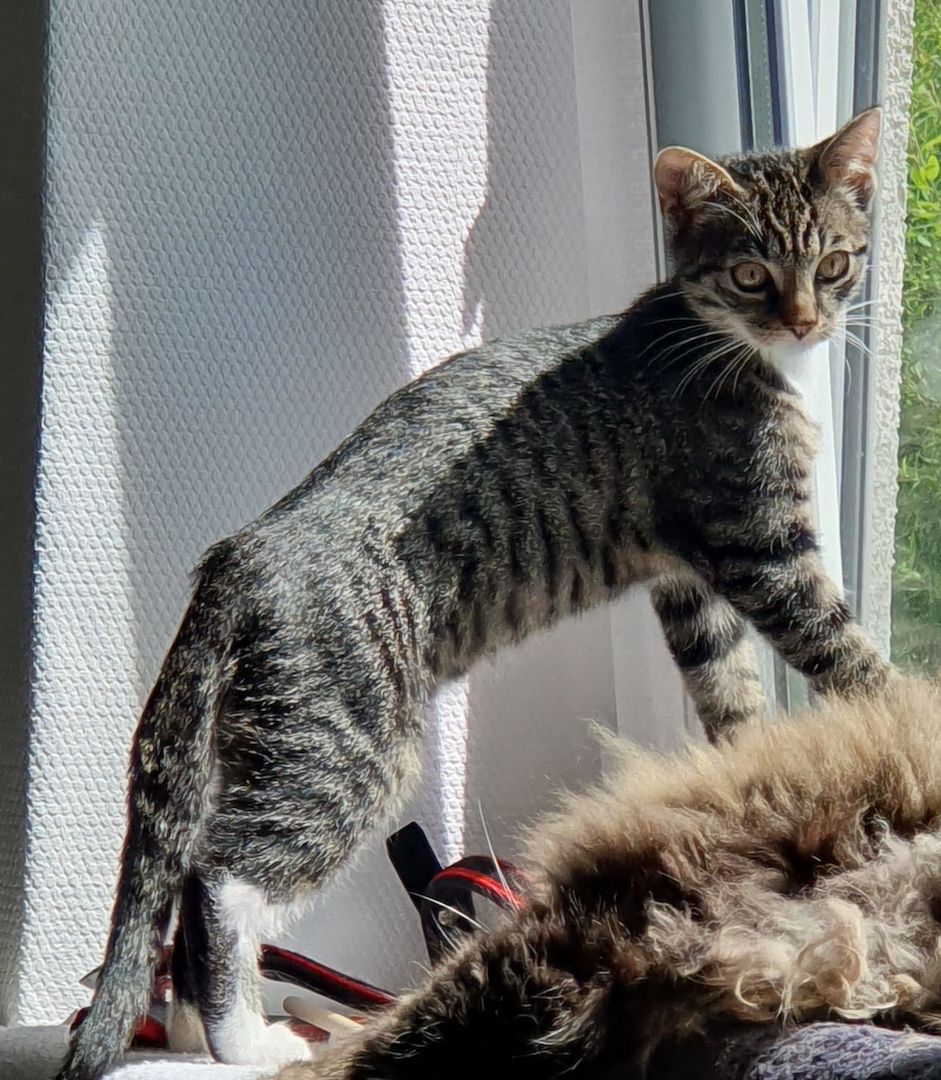 Junger sehr verspielter Kater sucht liebevolles Zuhause