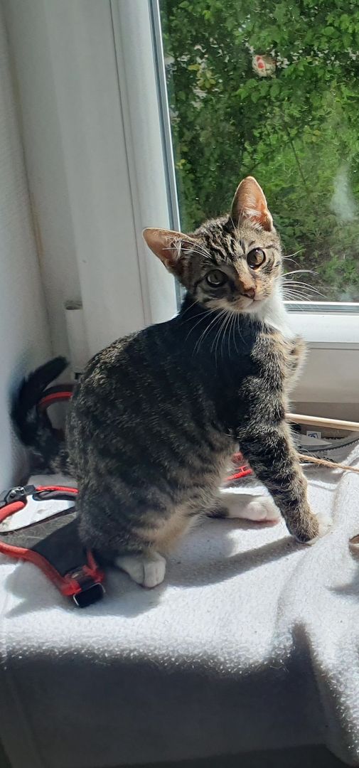 Junger sehr verspielter Kater sucht liebevolles Zuhause