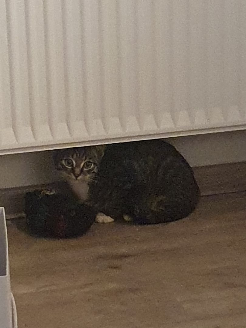 Junger sehr verspielter Kater sucht liebevolles Zuhause