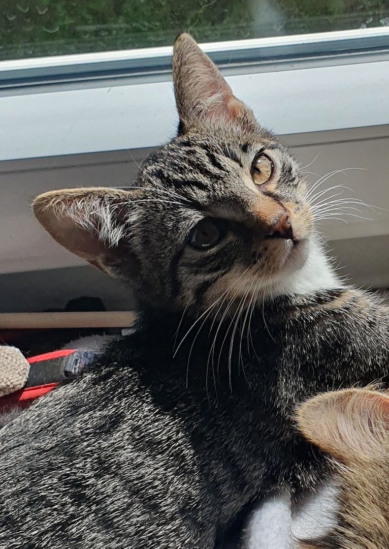 Junger sehr verspielter Kater sucht liebevolles Zuhause