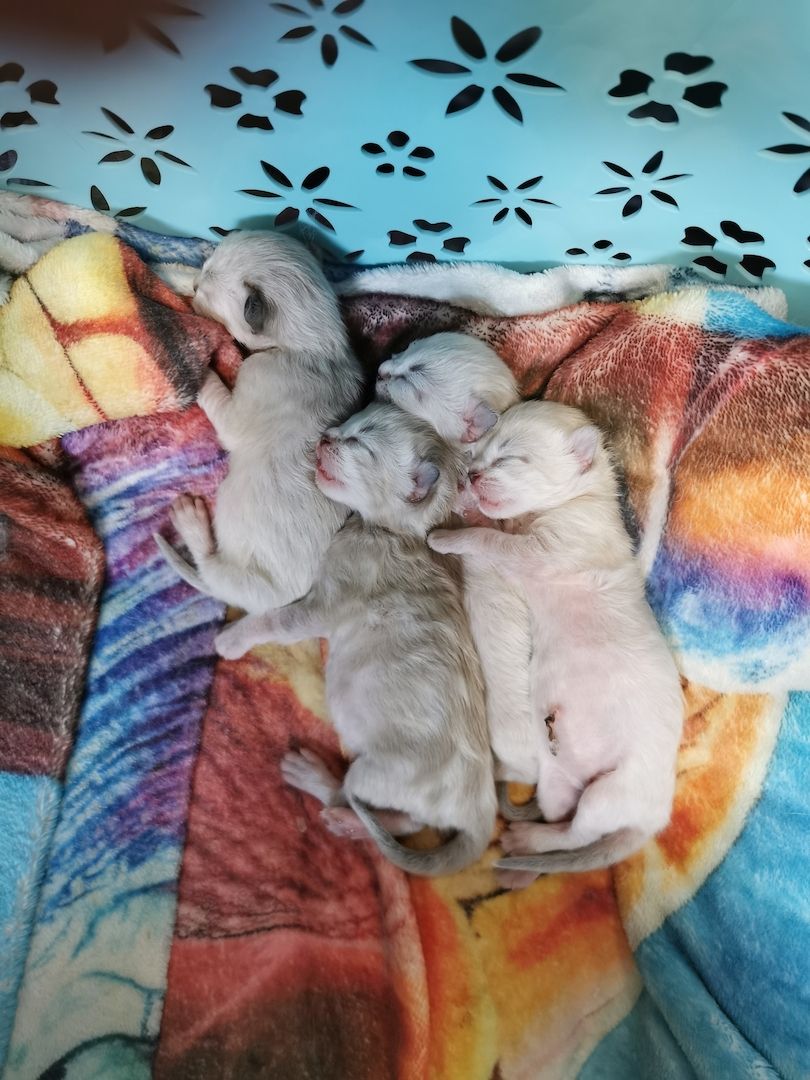 Heilige Birma Kitten