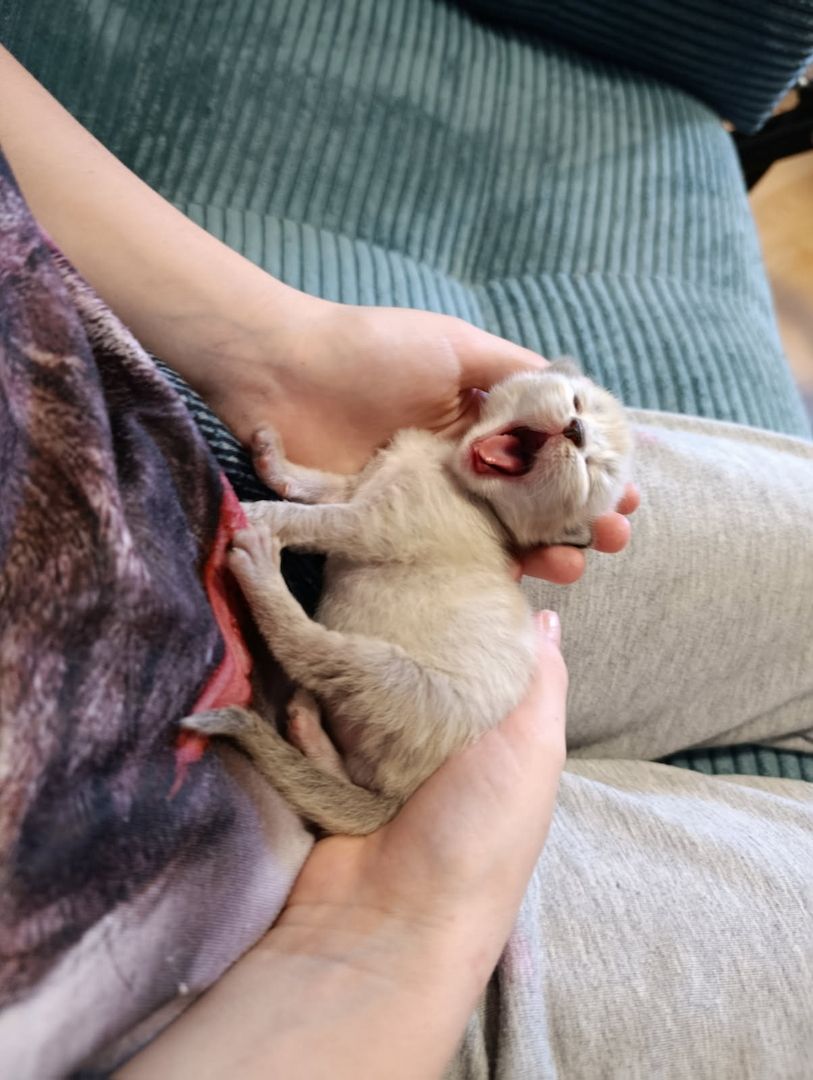 Heilige Birma Kitten