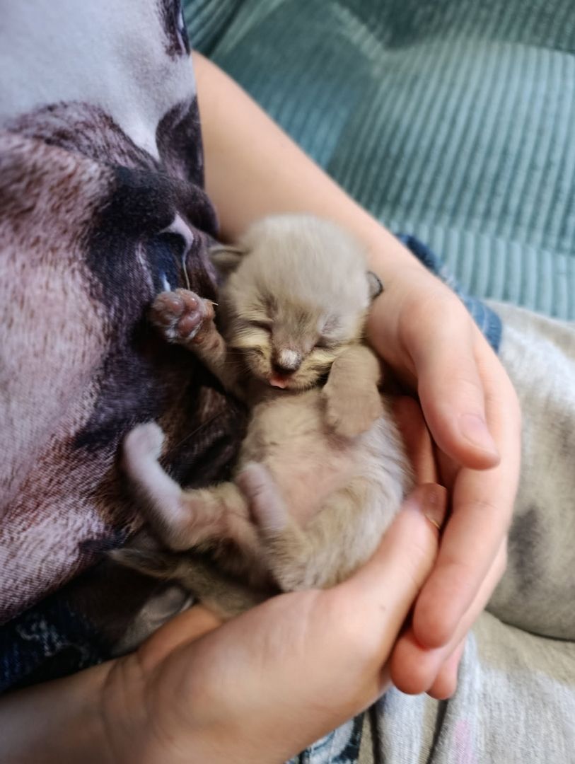 Heilige Birma Kitten