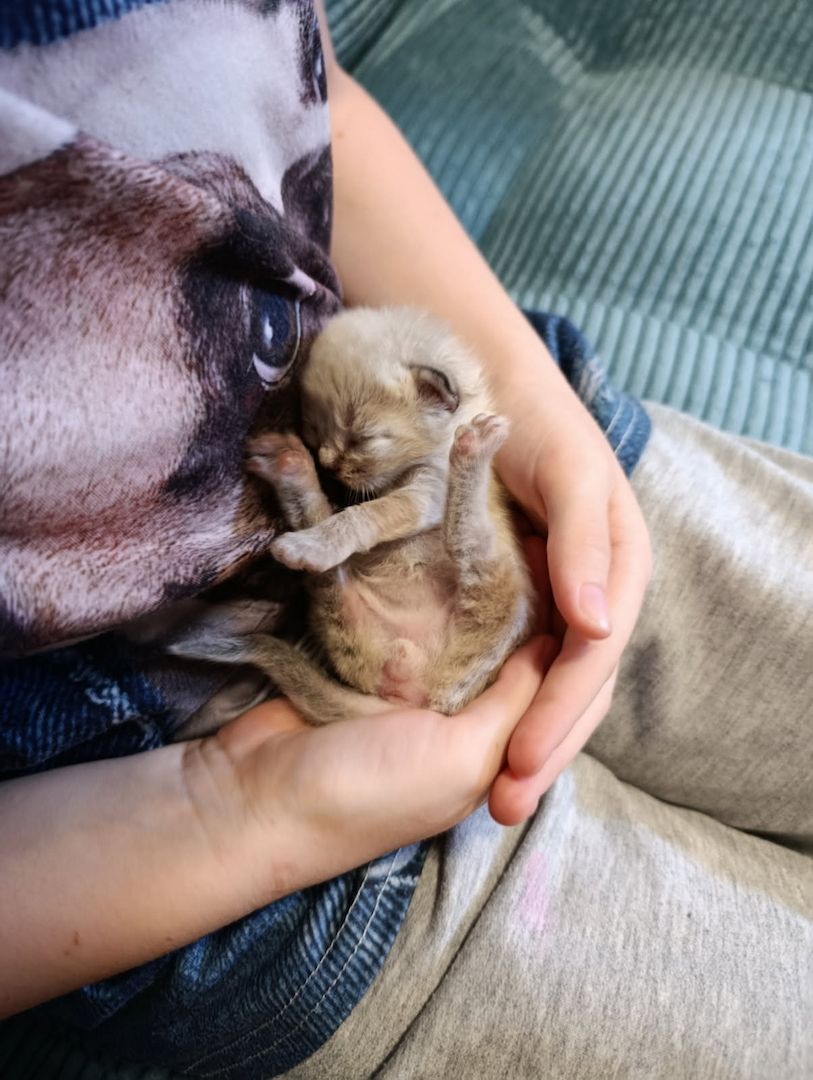 Heilige Birma Kitten