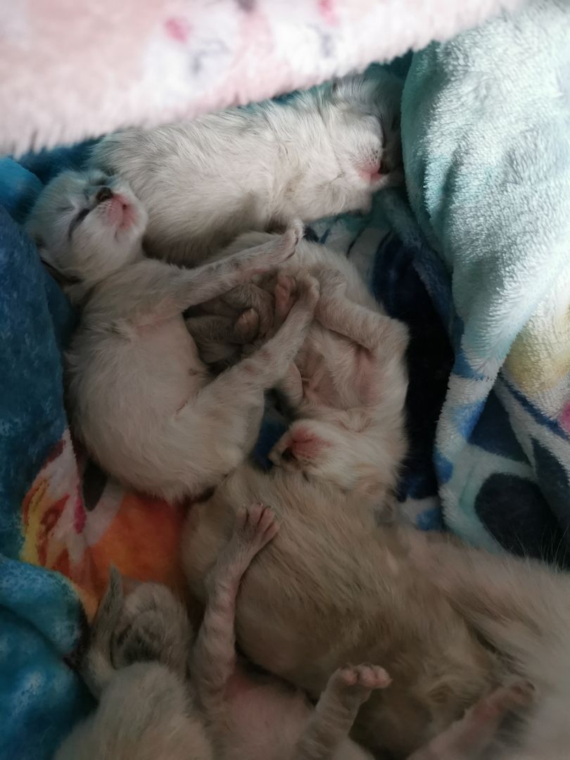 Heilige Birma Kitten